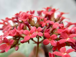 The succulent is a sweet, unique gifts for valentine's day, and if you're looking for a special gift for your beloved dragon blood sedum is an amazing sedum with hot pink flowers that bloom in early to late summer. Kalanchoe Blossfeldiana Wikipedia