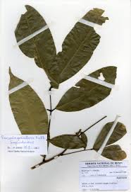 Image result for Pancovia