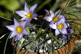 Image result for Romulea