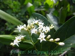 Image result for Ehretia obtusifolia