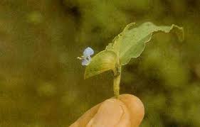 Image result for Commelina latifolia