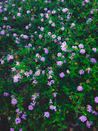 While there are green varieties available, many people choose the. Blooming Purple Flowers With Green Leaves Photograph By Tim La