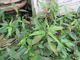 Image result for Persicaria strigosa