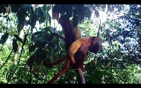 Check spelling or type a new query. How Loud Are Howler Monkeys Candid Animal Cam Is In The Trees This Week