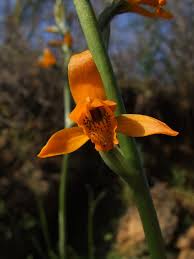 Image result for Salacia chlorantha