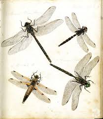 Black And Yellow Dragonfly Canada Pin On Animales