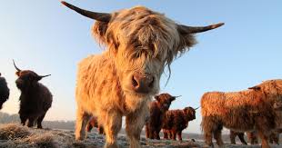 Maybe you would like to learn more about one of these? The Highland Cow More Than Just A Hairy Face Rabbie S Travelfeels