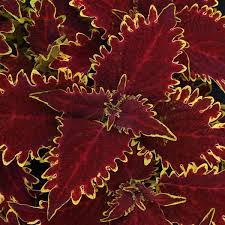 Image result for Coleus meyeri