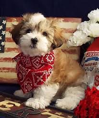 Akc Havanese Puppies Sevimli Kopek Yavrulari Yavru Kopek Kopek
