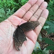 Image result for Toddalia simplicifolia