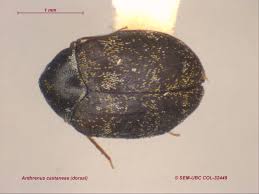 Image result for dermestidae