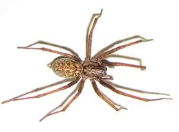 Allein 8 der 10 giftigsten schlangen der welt leben hier, genauso wie die giftigste spinne der welt. Die Giftigsten Spinnen Die Giftigsten Spinnen Der Welt