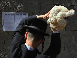 Image result for ‫תרנגול כפרות‬‎