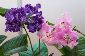 Check spelling or type a new query. 19 Flowering Houseplants That Are Absolutely Stunning Smart Garden Guide