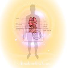 Dass die bilder der inneren organe einzigartig gut sind, lässt sich nicht bestreiten, so finden sich zu einem organ gleich mehrere bilder in. Menschliche Innere Organe Anatomie Bunte Detaillierte Illustration Fototapete Fototapeten Milz Pankreas Rektum Myloview De