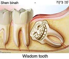 Wisdom Tooth Wisdom Teeth Wisdom Tooth Extraction Tooth Extraction