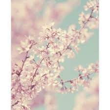 Spring Cherry Blossom Pale Pink Vintage Floral Photo French Decor Liked On Polyvore Floral Photo Blossom Beautiful Flowers