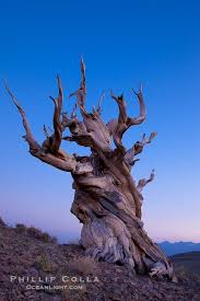 Ancient Bristlecone Pine Tree In The White Mountains At An Elevation Of 10 000 Above Sea Level These Are So Bristlecone Pine Ancient Tree Mountain Pictures