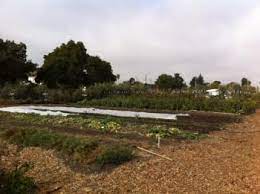 Starting An Urban Farm? - Urban Agriculture