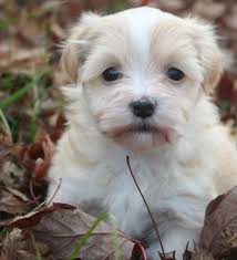 Tips for keeping your havanese warm during the winter! Pin On Me