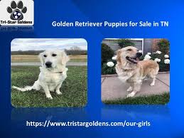 Maybe you would like to learn more about one of these? Golden Retriever Puppies For Sale In Tn Tristargoldens Puppies For Sale Puppies Golden Retriever