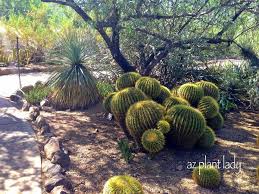 Desert cacti have shapes, or what botanists call growth habits, that are very different from anything else in the plant world, and they can be pretty odd looking! Golden Barrel Cacti So Many Uses Ramblings From A Desert Garden Golden Barrel Cactus Barrel Cactus Plants