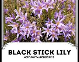 Image result for Xerophyta suaveolens