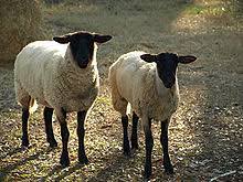 Kambing noun goat kambing hitam scapegoat. Biri Biri Wikipedia Bahasa Melayu Ensiklopedia Bebas