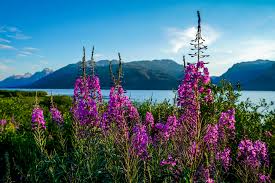 Getting excited to travel to a national park this summer? 20 Best National Parks To Visit In Spring