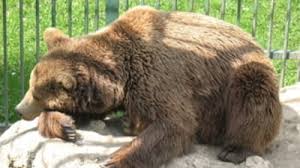 Vanatoare de ursi a mostenitorului tronului romaniei (1911). Senatorii Au Scos Ursii De Sub Protectie Si Au Dat Liber La Vanatoare Crimele De La Caracal Printre Argumentele Invocate Mobile