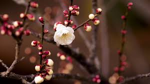 Spring wallpapers | best wallpapers nature wallpapers, hd, 1080p, desktop background, 1920x1080 10. Spring Nature Wallpapers Hd Wallpaper Collections 4kwallpaper Wiki