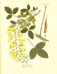 Image result for Laburnum anagyroides