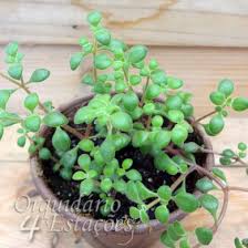 Image result for Crassula expansa