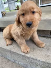 Dog Breeders in Ohio