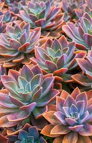We did not find results for: Echeveria Iphone Case Cover By Runlenarun Succulents Wallpaper Flower Wallpaper Succulents