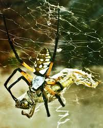 2002, yellow garden spider (argiope aurantia), southlake, texas. Male And Female Yellow Garden Spiders In Texas Bugs In The News