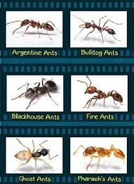 Maybe you would like to learn more about one of these? Ant Pest Control Removal In Melbourne Get Rid Of Ants