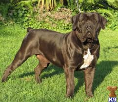 Black boerboel puppies for sale in port elizabeth. South African Boerboel Stud Dog Font Boerboels Tiger 10 Years Old
