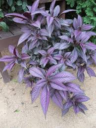 Image result for Strobilanthes