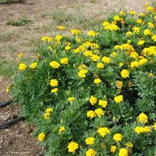 Maybe you would like to learn more about one of these? Jual Tanaman Hias Marigold Bunga Kuning Berkualitas