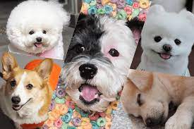 Dogs are some of the most beloved pets for us to have around. 5 Of The Cutest Korean Dogs You D Want To Follow On Instagram Right Now Hallyusg