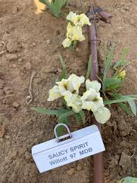 Saucy Sprite and Jolly Joey