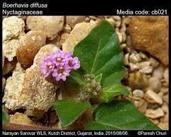 Image result for Boerhavia diffusa