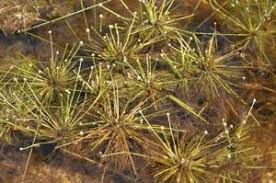 Image result for Eriocaulon setaceum