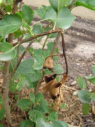 Curling lilac leaves can be caused by numerous things, but certain insects such as the leaf miner insect and certain diseases such as powdery mildew are two of the most common reasons why this occurs. What S Wrong With My Plant Garden University Of Minnesota Extension