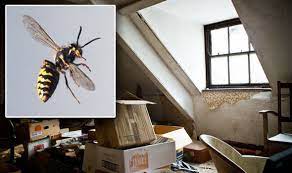 Check spelling or type a new query. Wasps How To Get Rid Of A Wasp Nest In Your Home Express Co Uk