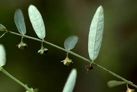 Image result for Phyllanthus maderaspatensis