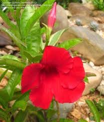 Trailing plants with red flowers. Plant Identification Closed Red Flower Climbing Plant 2 By Louis Harmsen