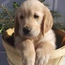 Image result for zlatý retrívr