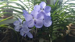 Image result for Vanda coerulea